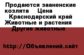 Продаются зааненские козлята. › Цена ­ 10 000 - Краснодарский край Животные и растения » Другие животные   